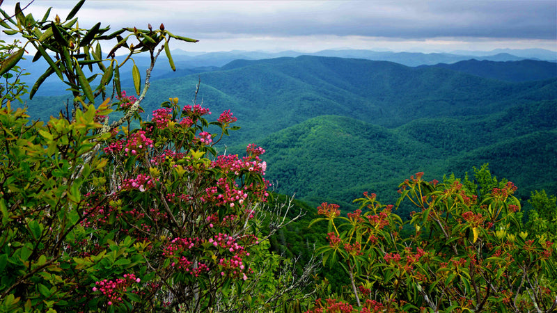 Mountain Laurel and the Nantahala Mts. from Pilot Mountain