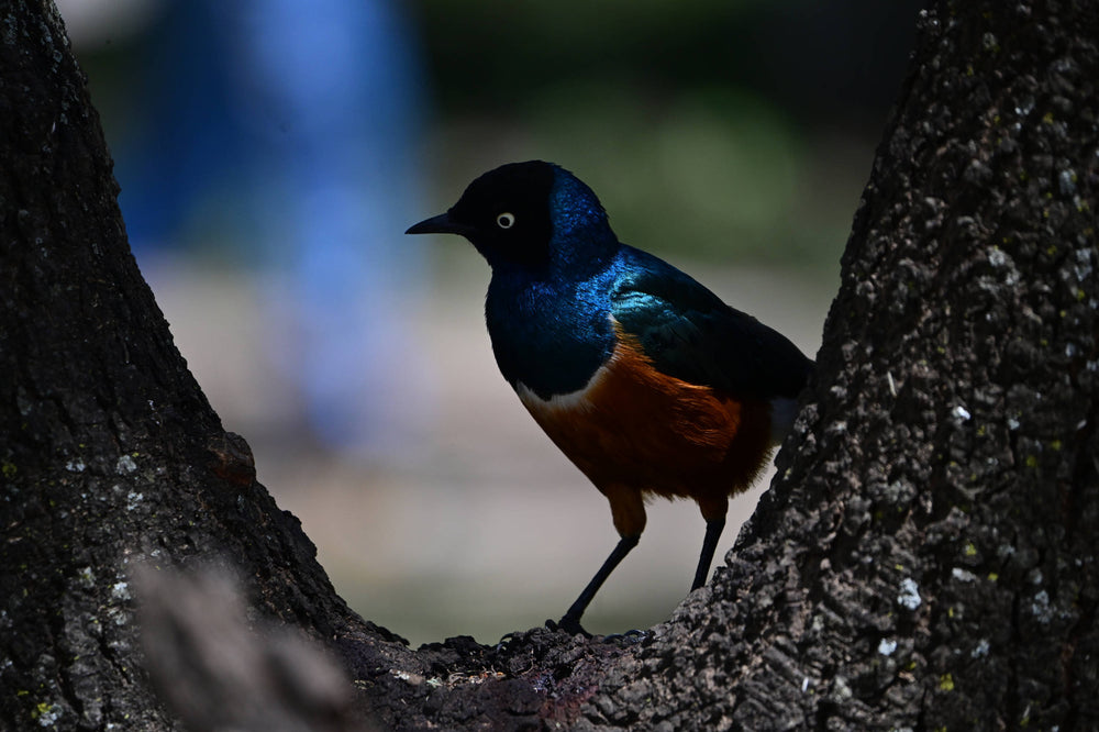 Superb Starling [Lamprotornis superbus] in, Tanzania
