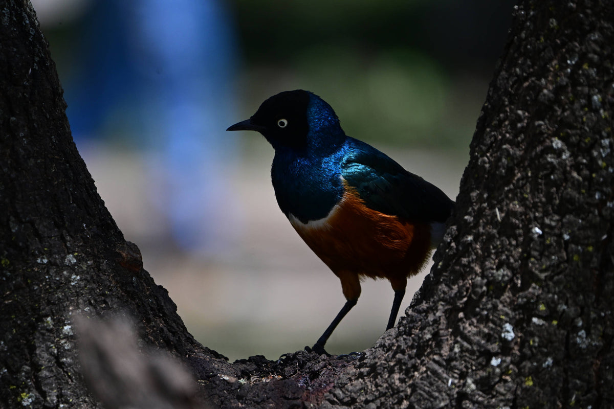 Superb Starling [Lamprotornis superbus] in, Tanzania