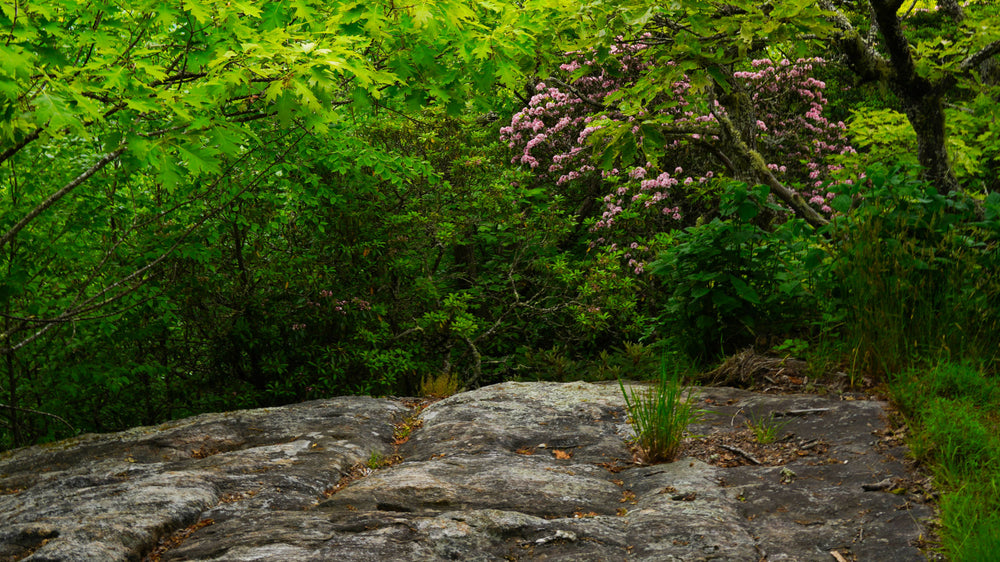 Catawba Rhododendron [Rhododendron catawbiense], Pilot Rock