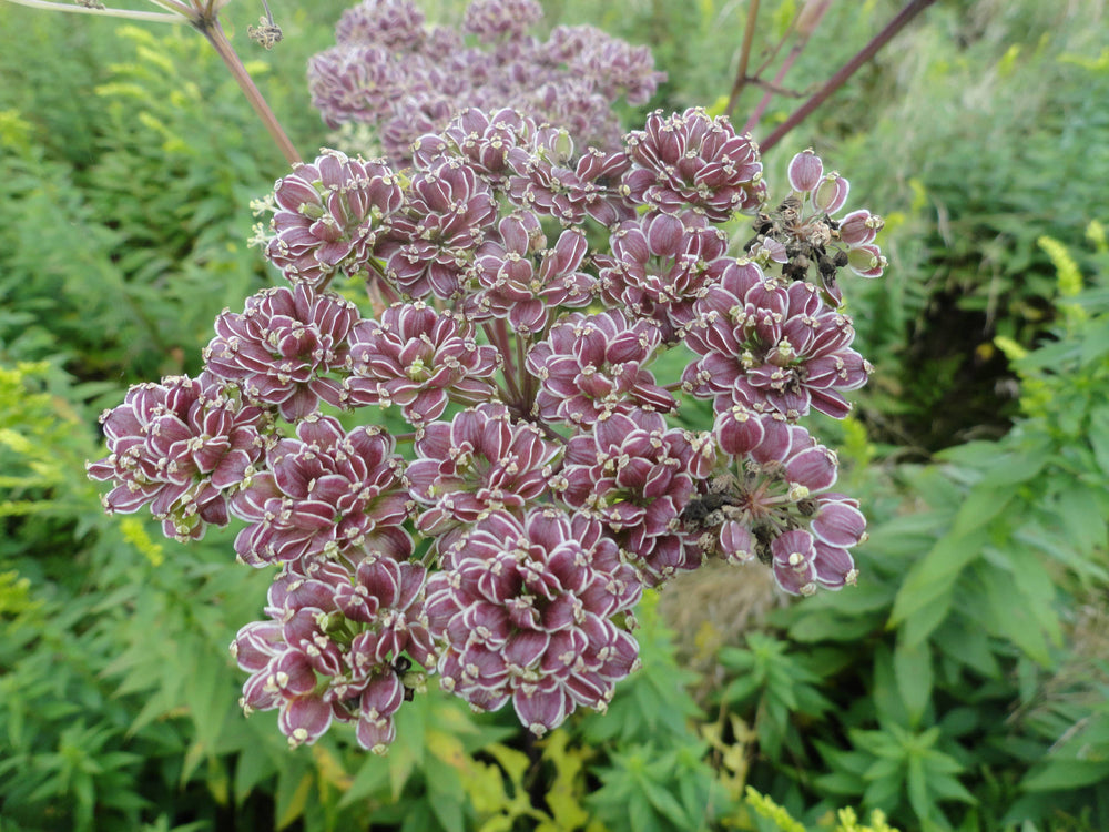 Purple Joe Pye weed [Eutrochium purpureum]