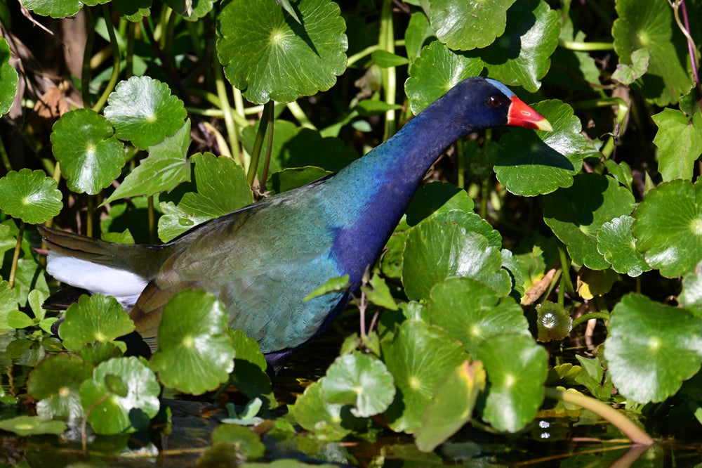 American Purple Gallinule [Porphyrio martinica]