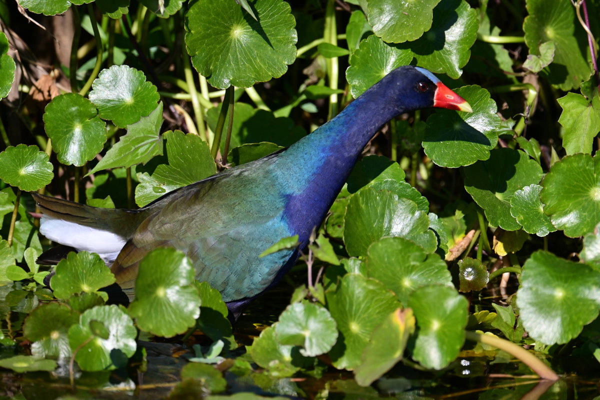 American Purple Gallinule [Porphyrio martinica]