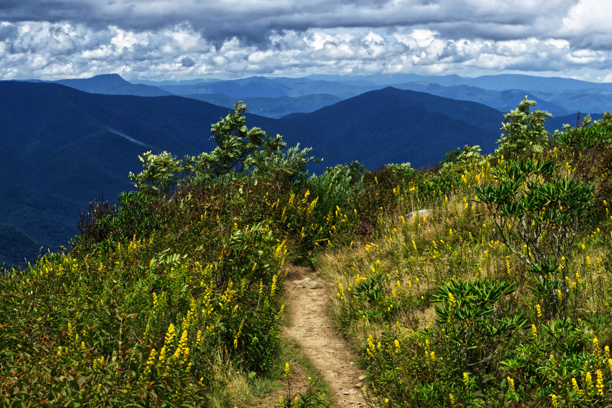 Plott Balsam Mountain and Lickstone Bald from Art Loeb Trail.