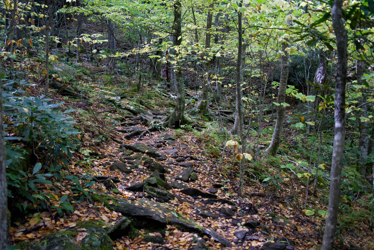 Mountains to Sea Trail near Graveyard Fields