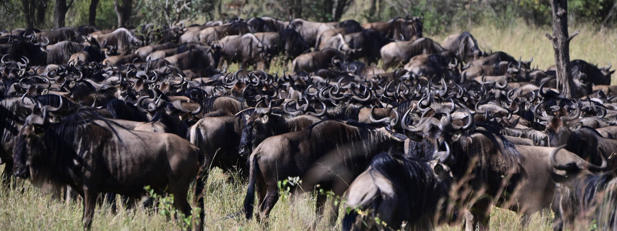 Great Migration [Connochaetes taurinus], Tanzania