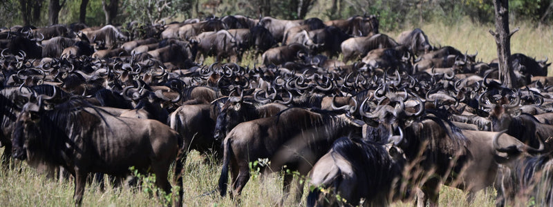 Great Migration [Connochaetes taurinus], Tanzania