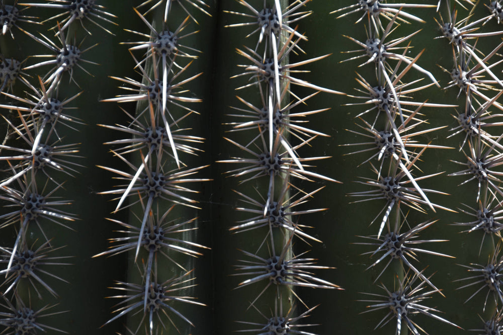 Spiny