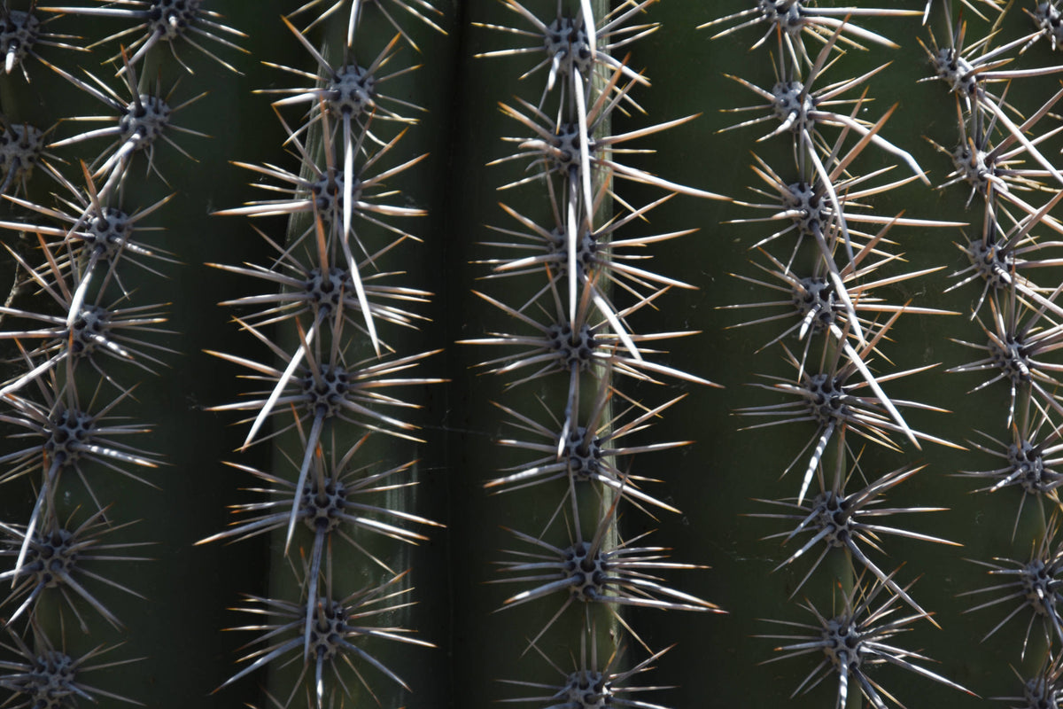 Spiny