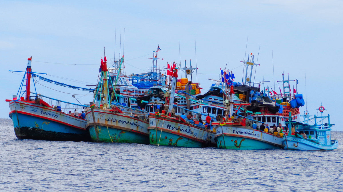 Fishing Boats Moored, Koh Toa, Thailand