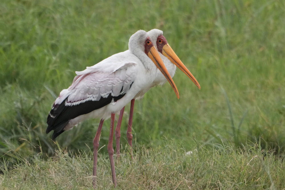 Yellow-billed Stork [Mycteria ibis]