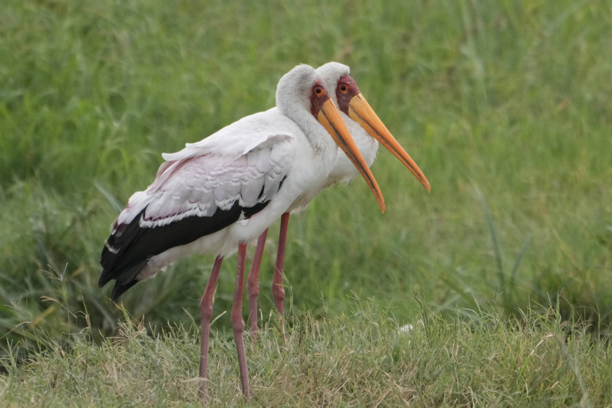 Yellow-billed Stork [Mycteria ibis]
