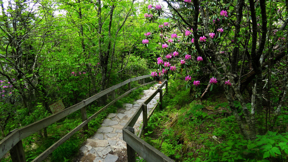 Trail to Summit of Devil's Courthouse, North Carolina
