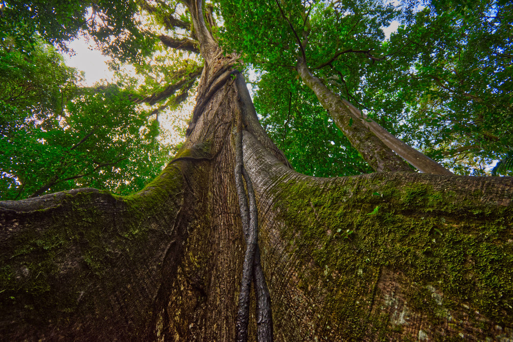 Kapok Tree [Ceba pentandra] Costa Rica