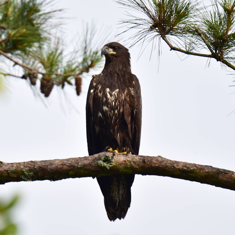 Bald Eagle [Haliaeetus leucocephalus]