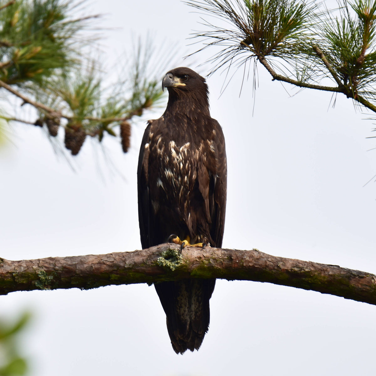 Bald Eagle [Haliaeetus leucocephalus]