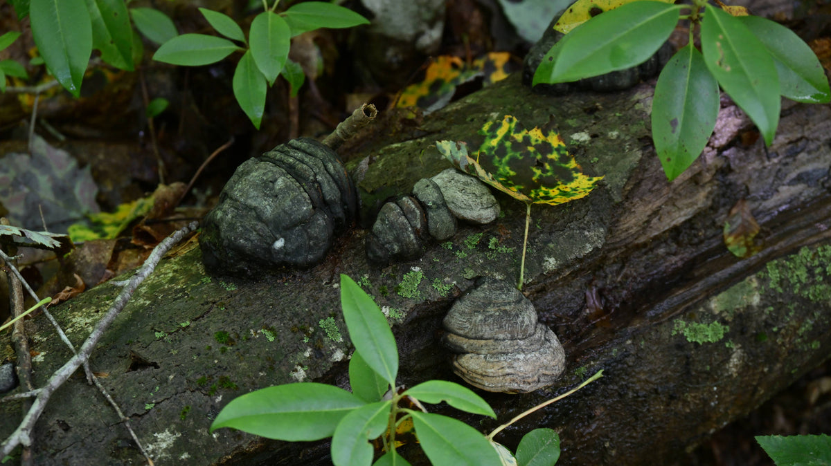 Hoof Fungus [Fomes fomentarius]