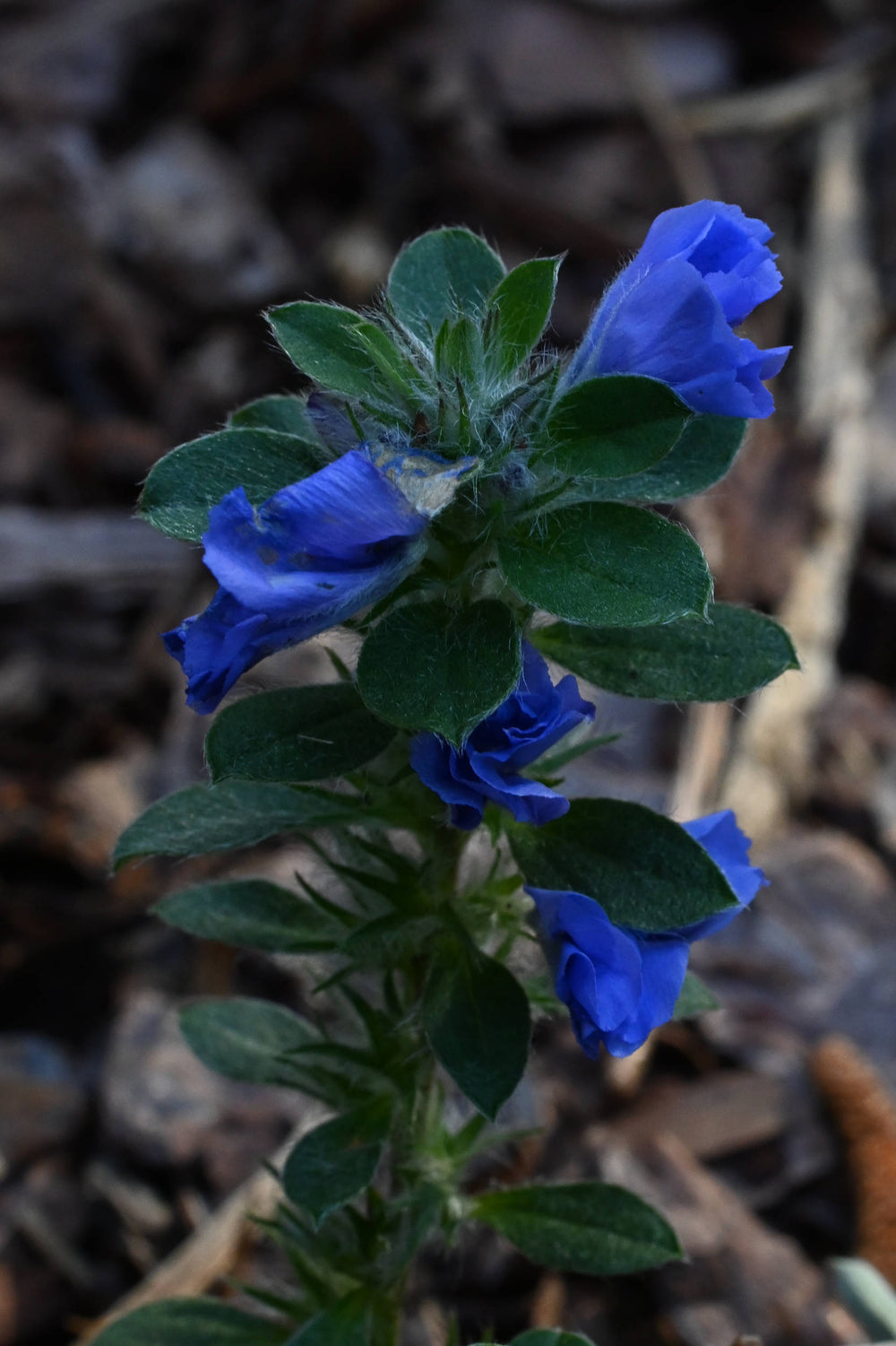 Shaggy dwarf morning glory [Evolvulvus nuttallianus]
