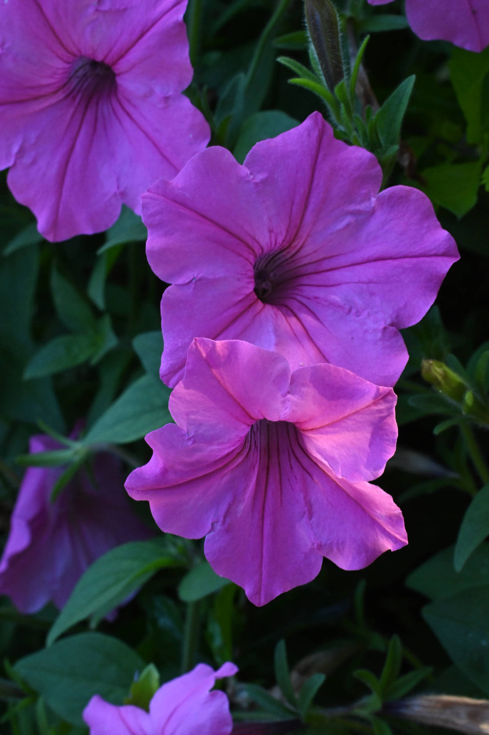 Garden Petunia [Petunia atkinsiana]