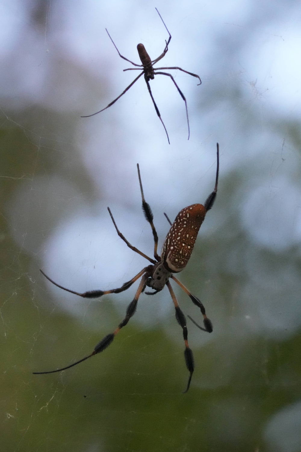 Golden Silk Orb Weaver [Trichonephila clavipes]