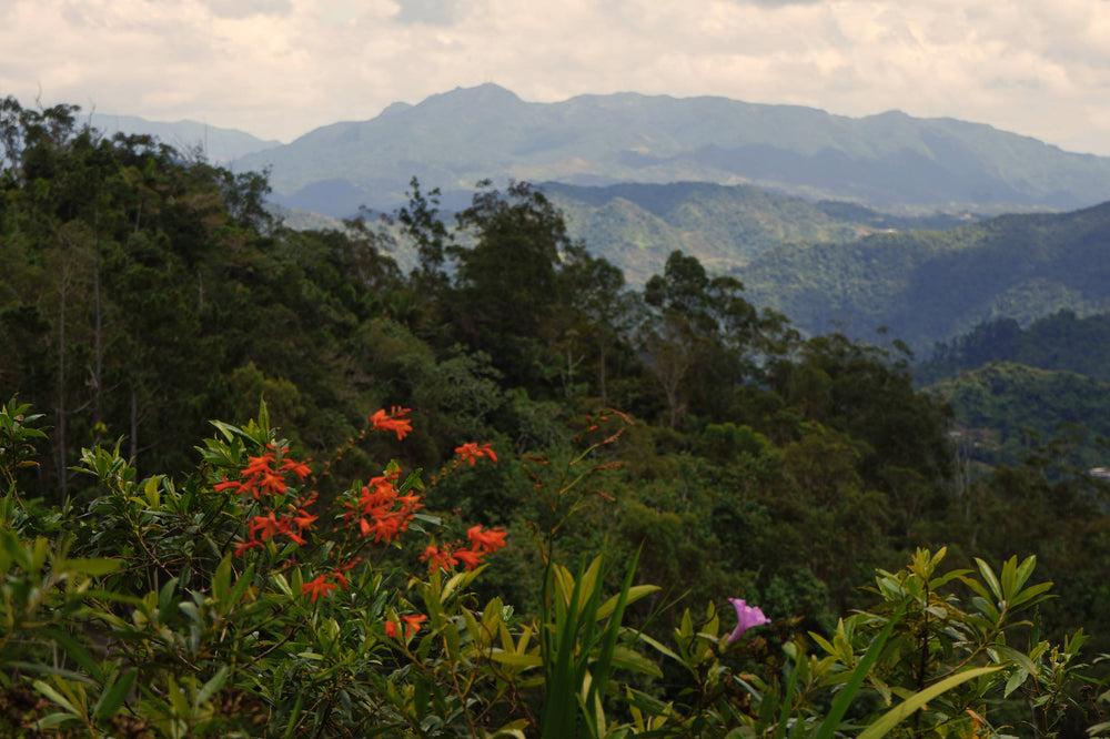 Mountain Vista, Puerto Rico