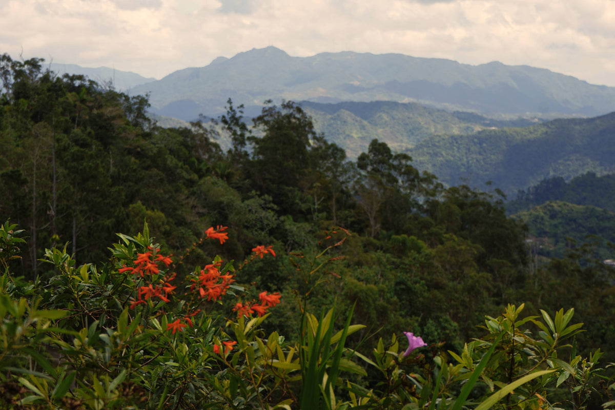 Mountain Vista, Puerto Rico