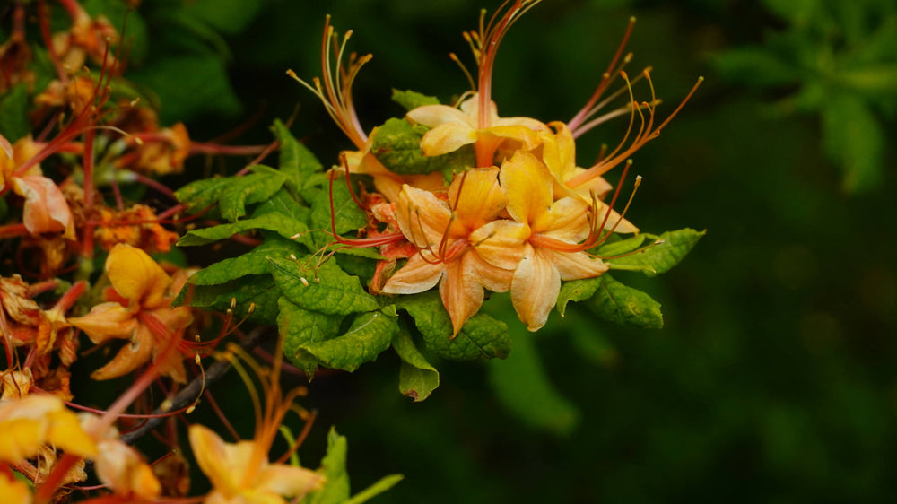 Flame Azalea [Rhododendron calendulaceum] Laurel Mountain