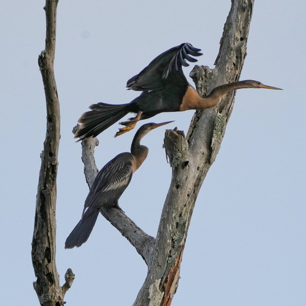 Anhinga [Anhinga anhinga]