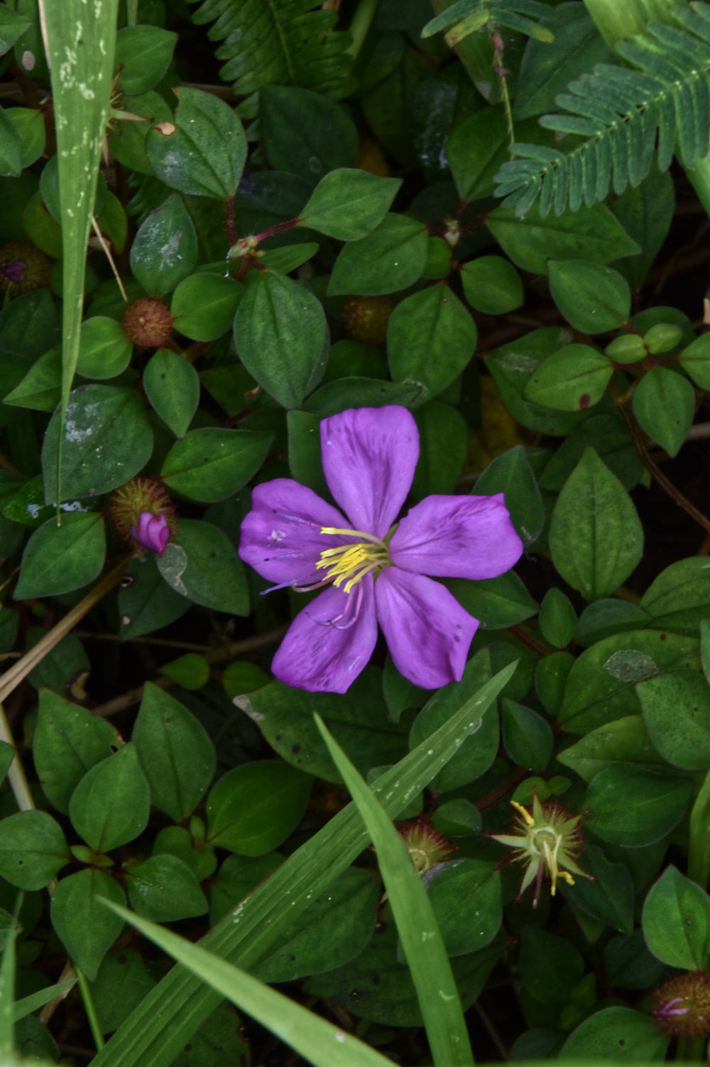 Pink Lady [Heterotis rotundifolia]