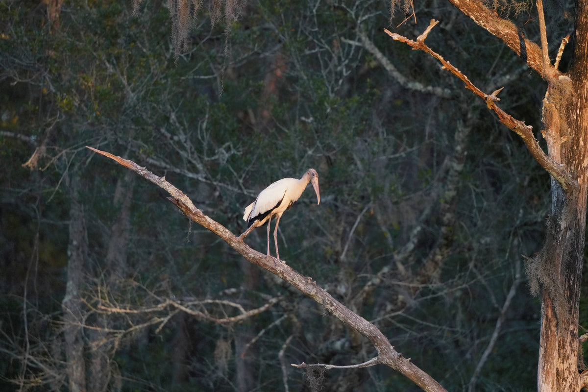 Wood Stork [Mycteria americana]