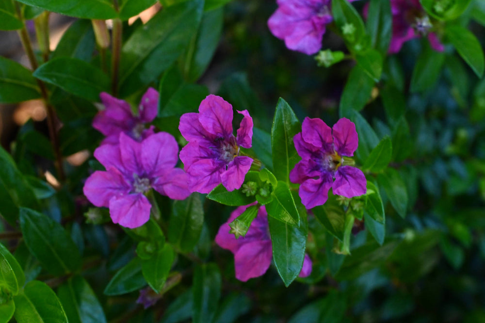 Mexican Heather [Cuphea hyssopifolia]