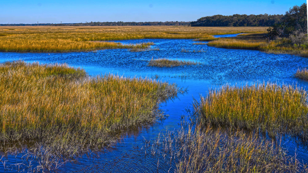 Salt Marsh at Timucuan Preserve, Duval County