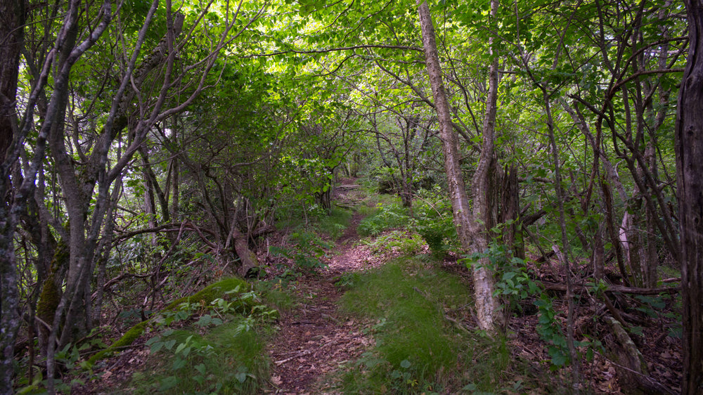 Mountains to Sea Trail near Cherry Gap