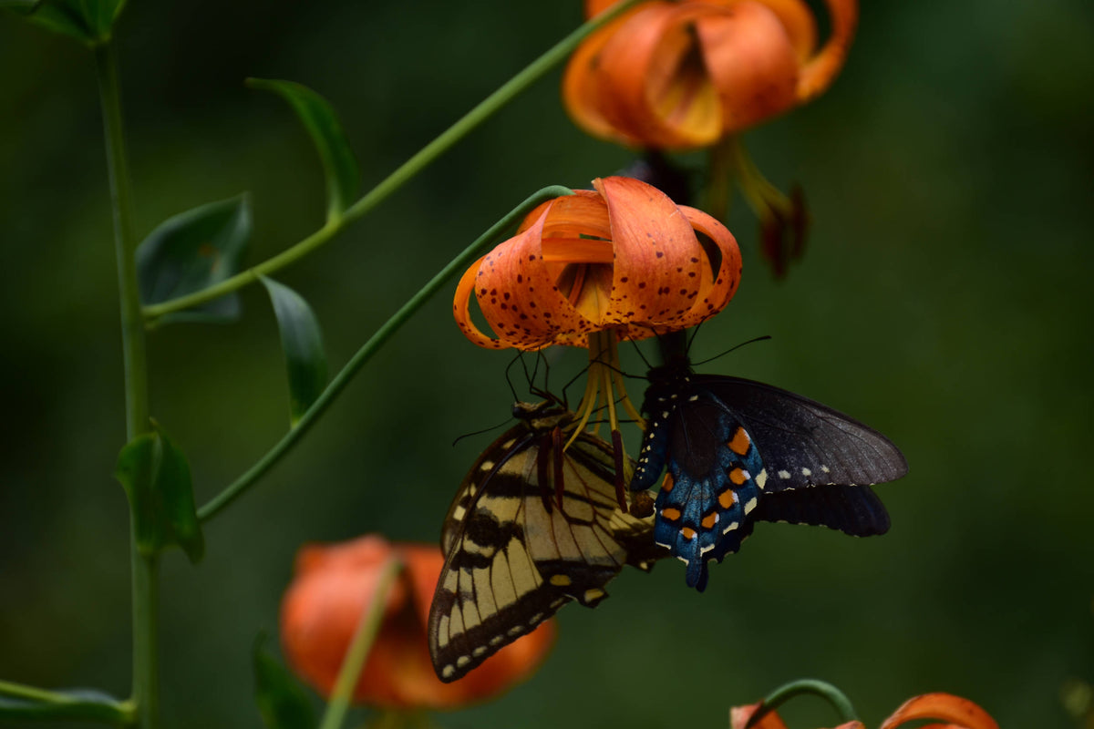 Carolina lily [Lilium michauxii]
