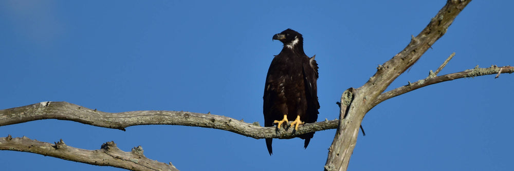 Bald Eagle [Haliaeetus leucocephalus]
