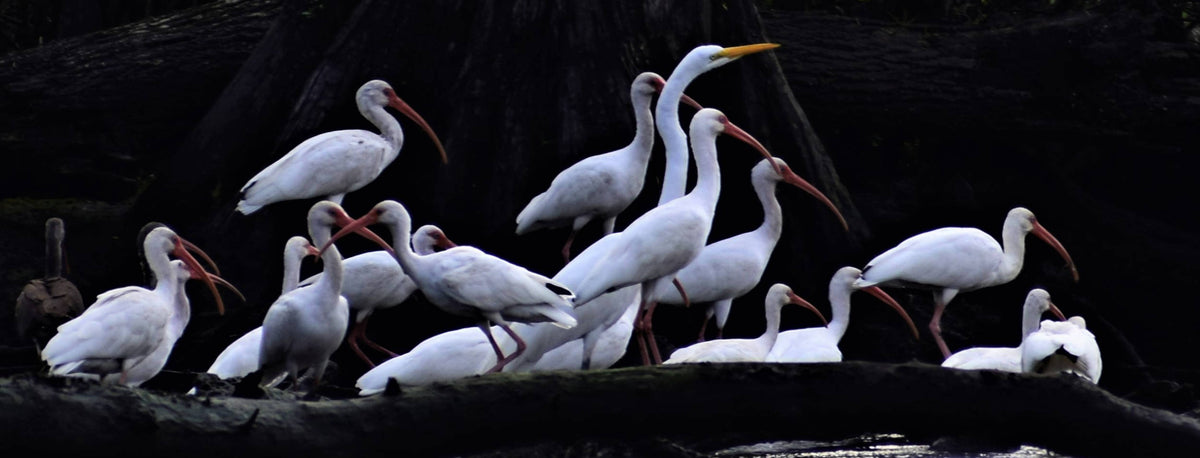 White Ibis [Eudocimus albus] Great Egret [Ardea alba]
