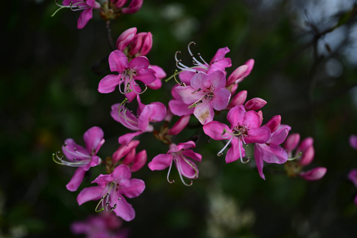 Pink Shell Rhododendron [Rhododendron vaseyi]