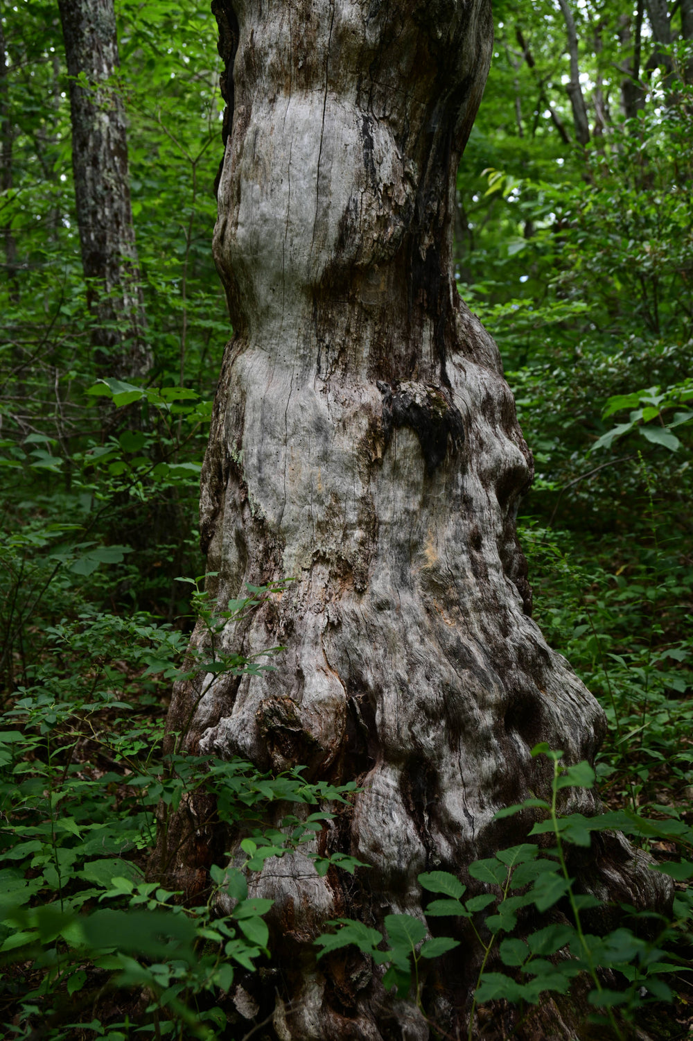 White Oak [Quercus alba]