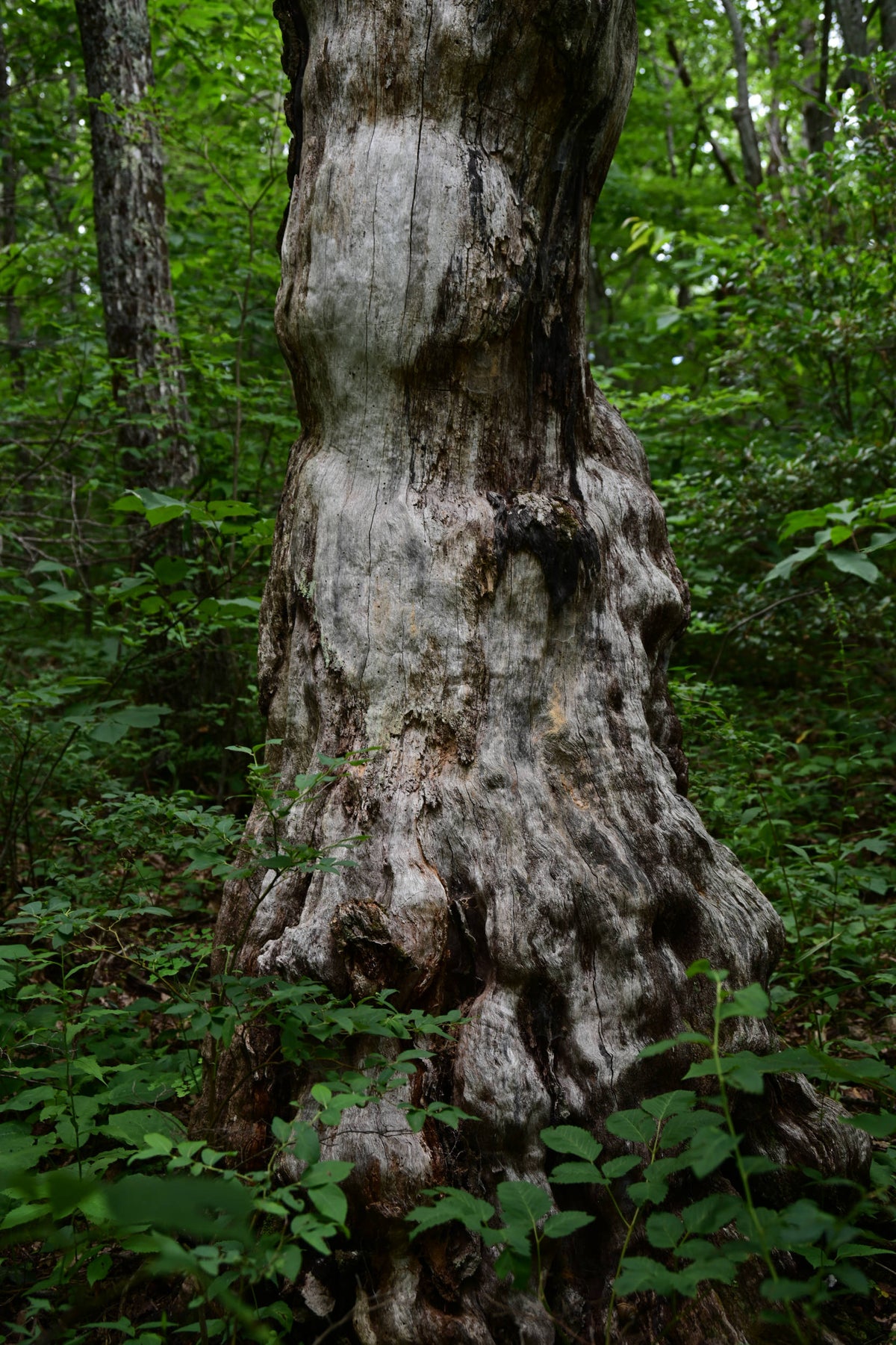 White Oak [Quercus alba]