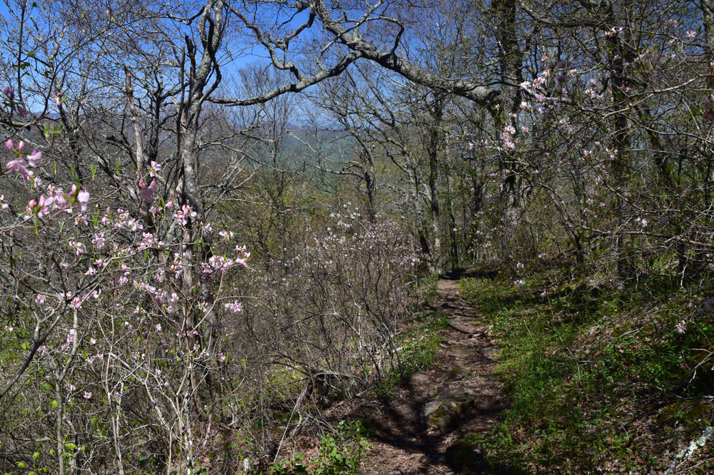Pink Shell Azalea [Rhododendron vaseyi]