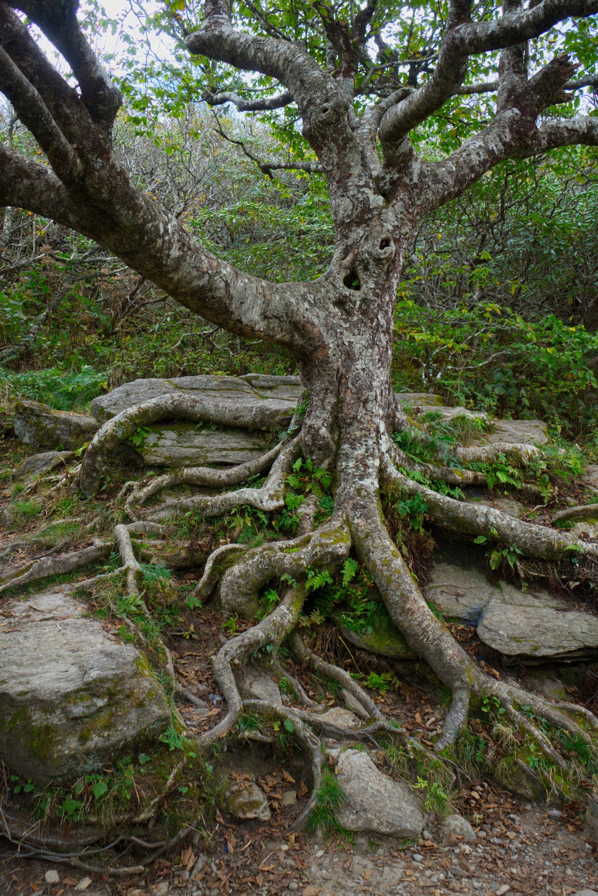 Ficus Roots on Craggy Pinnacle (5892)
