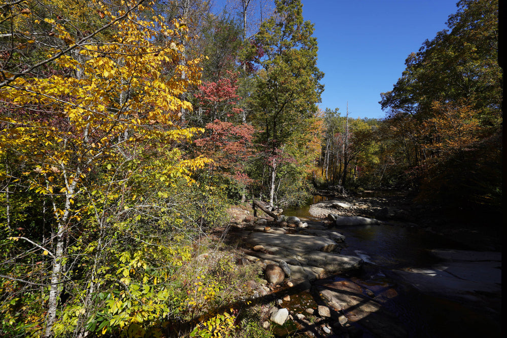 Davidson River