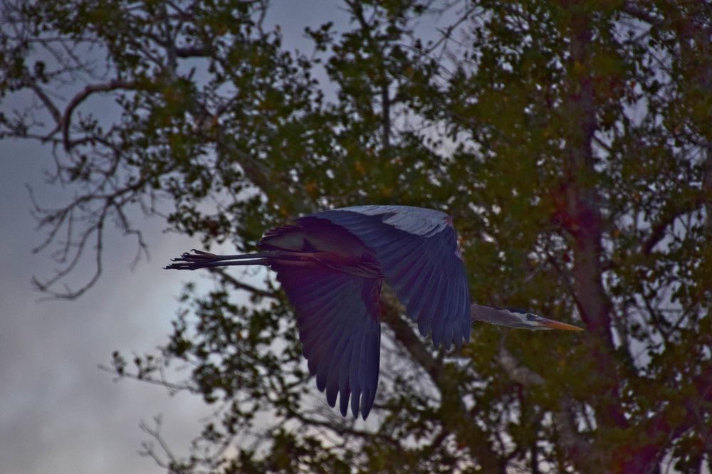 Great Blue Heron [Ardea herodias] near St. Johns River