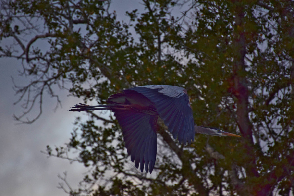 Great Blue Heron [Ardea herodias] near St. Johns River