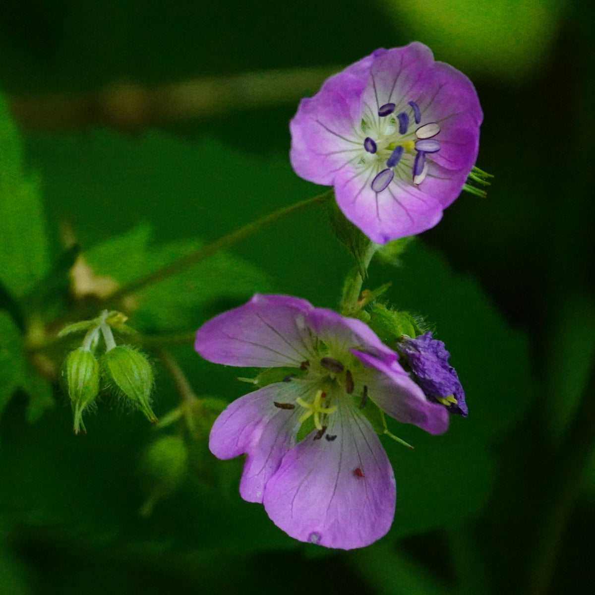 Wild Geranium [Geranium maculatum] on Dividing Ridge