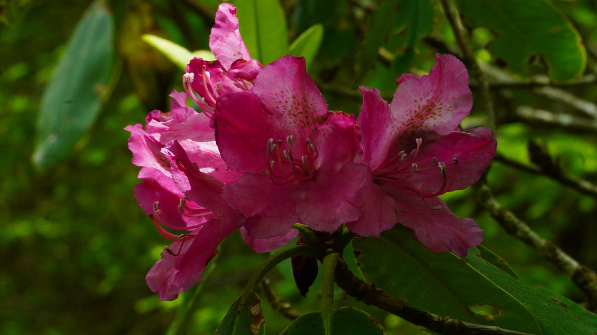 Rosebay Rhododendron red variant [rhododendron maximum]