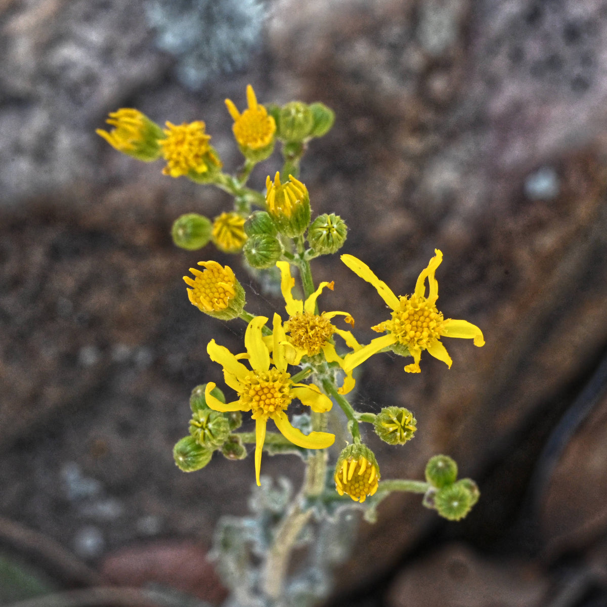 Lobeleaf Groundsel [Packera multilobata]