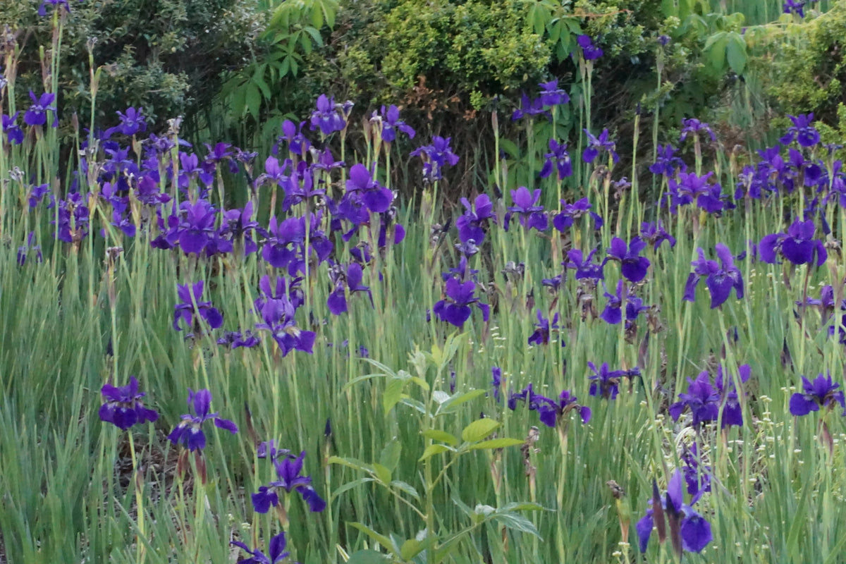Purple iris [Iris sanguinea]