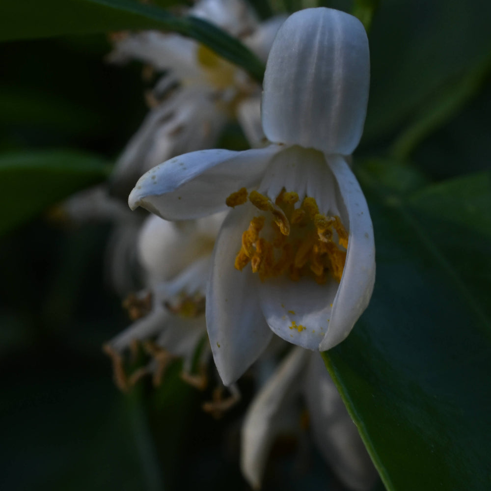 Mandarin Orange [Citrus reticulata]