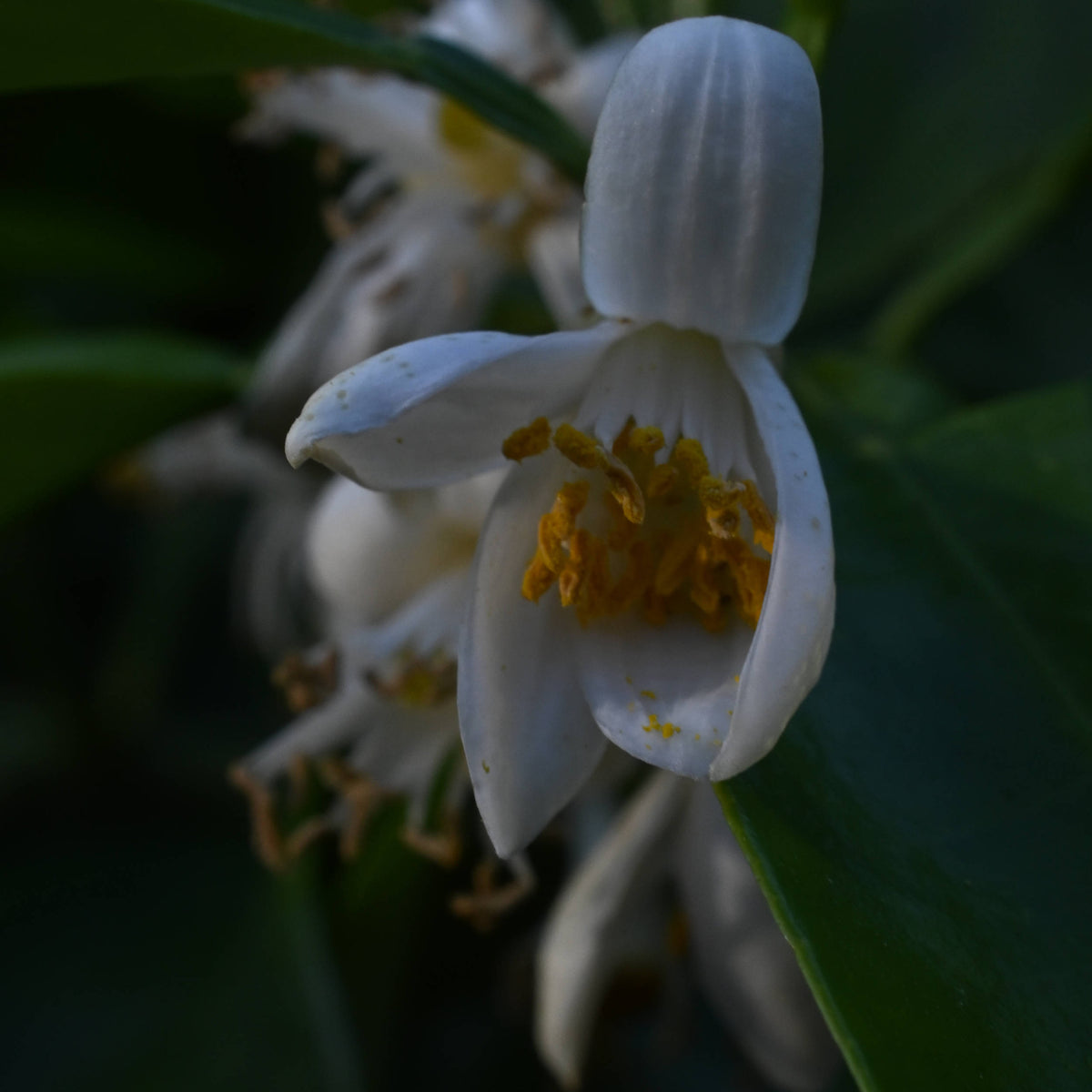 Mandarin Orange [Citrus reticulata]